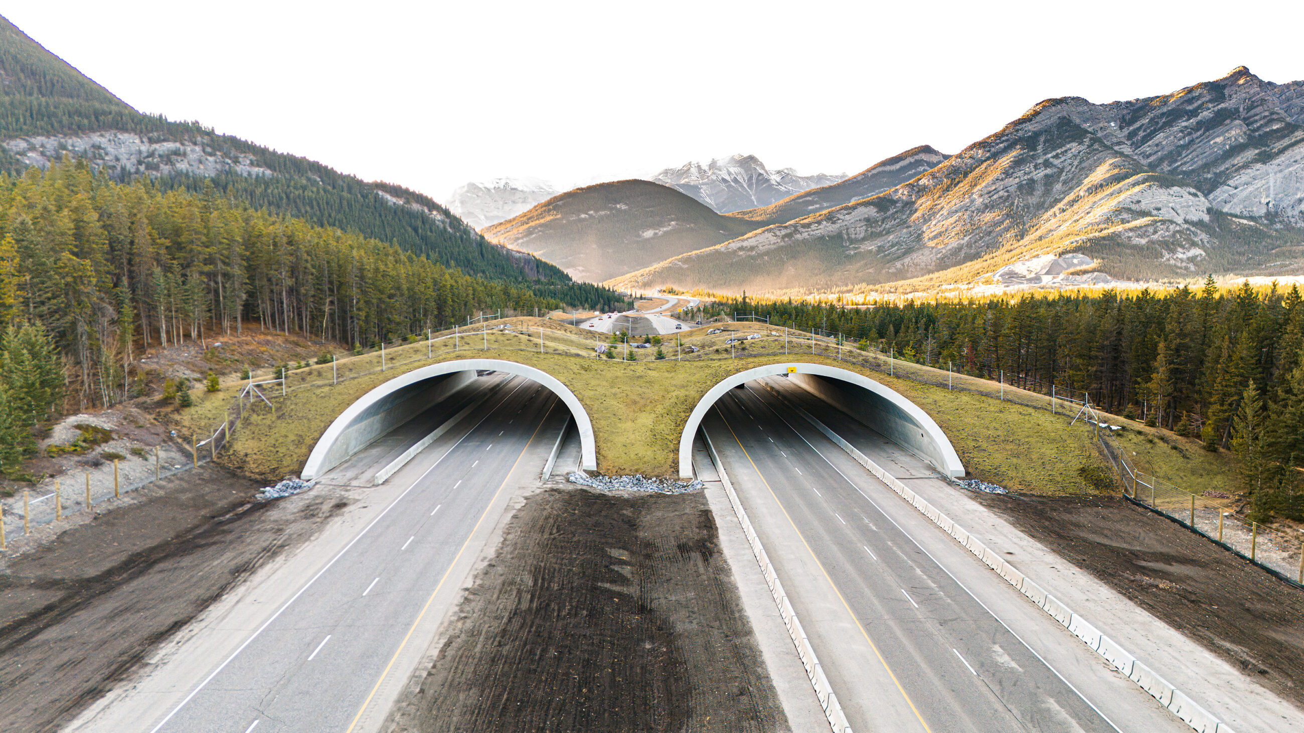 Innovative Wildlife Overpass award-winning design by DIALOG that champions sustainability and urban innovation